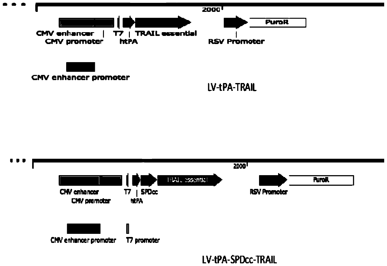 Method for gene modification of mesenchymal stem cells through tripolymer TRAIL fusion protein, and application