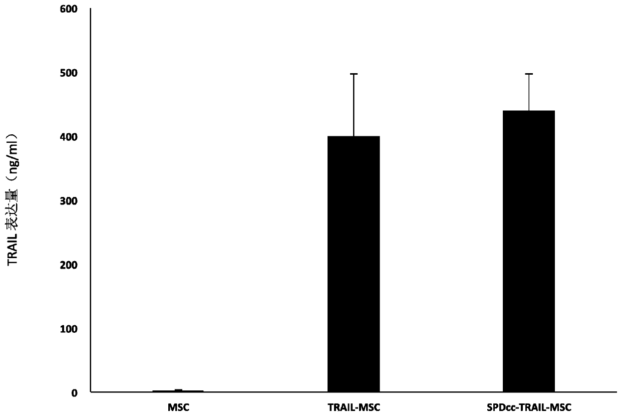 Method for gene modification of mesenchymal stem cells through tripolymer TRAIL fusion protein, and application