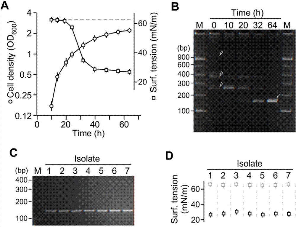 Method for degrading petroleum by pseudomonas aeruginosa having high rhamnolipid yield