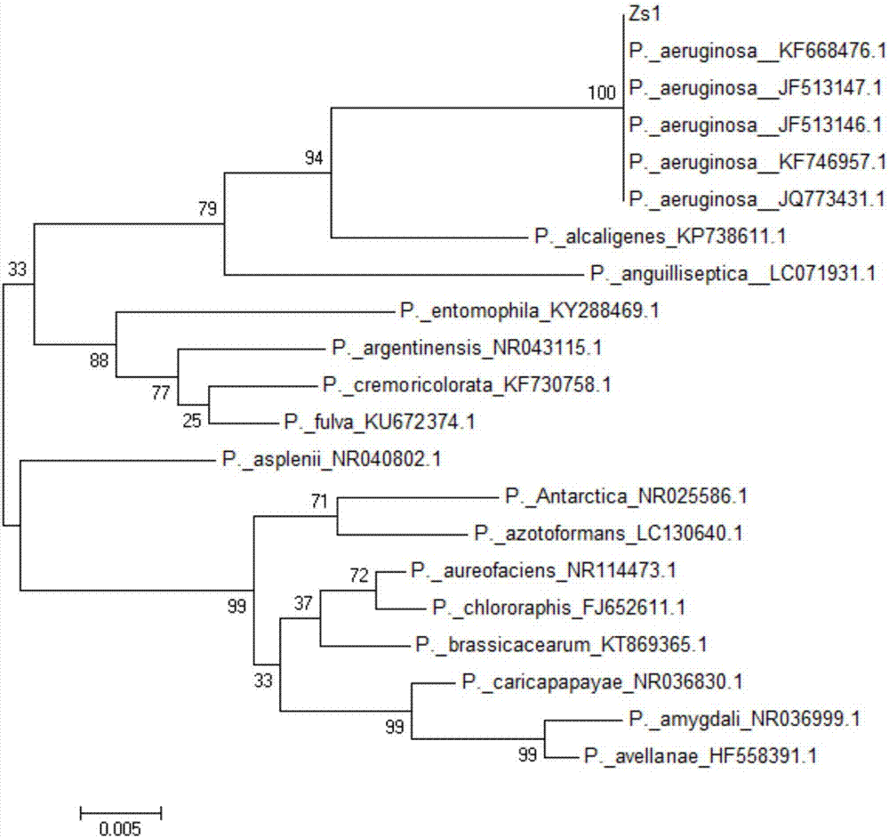 Method for degrading petroleum by pseudomonas aeruginosa having high rhamnolipid yield