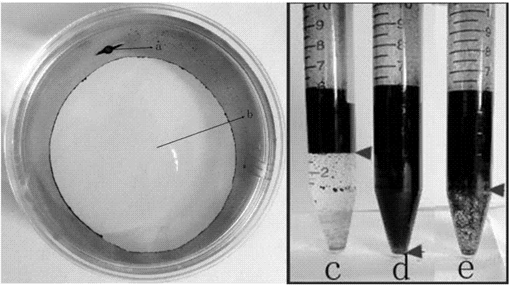 Method for degrading petroleum by pseudomonas aeruginosa having high rhamnolipid yield