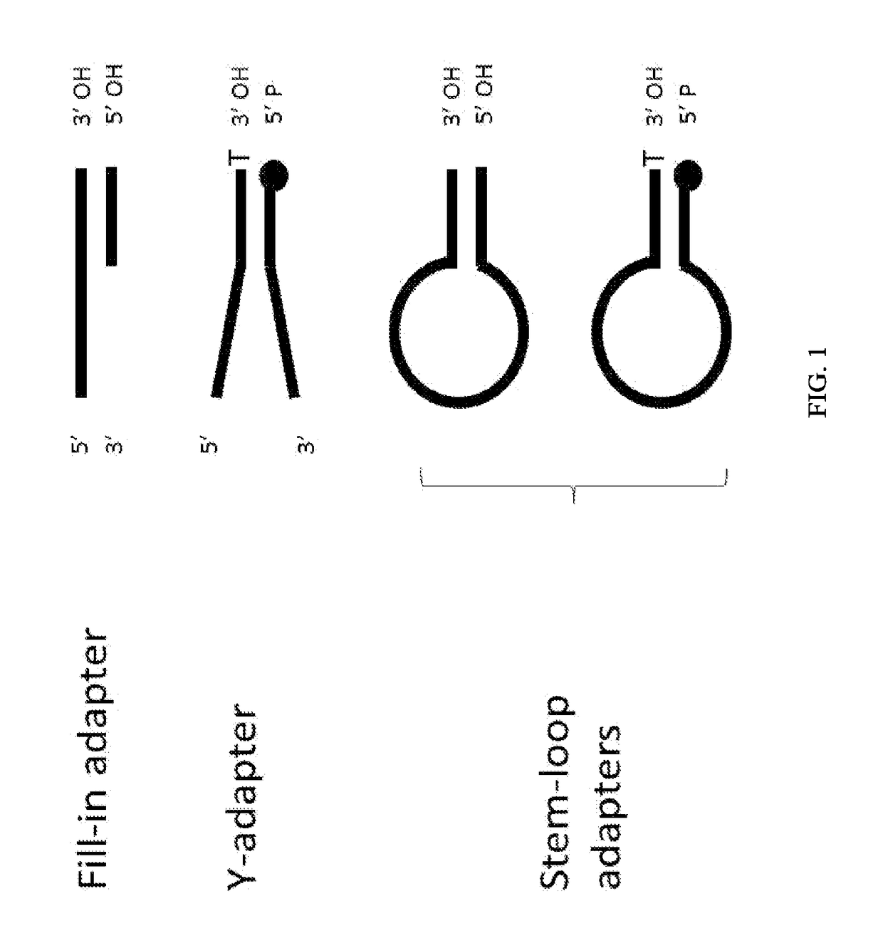 Enhanced Adaptor Ligation