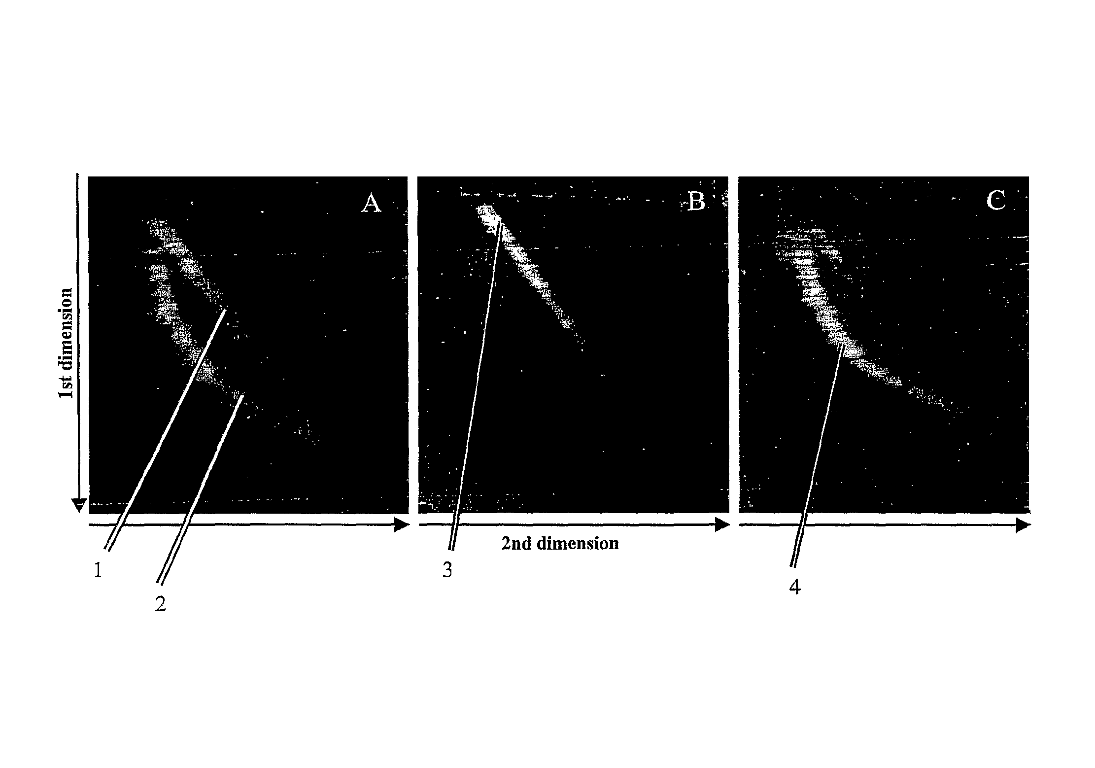 Two-dimensional strandness-and length-dependent separation of nucleic acid fragments