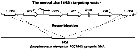 Method using blue algae to synthesize phloretin