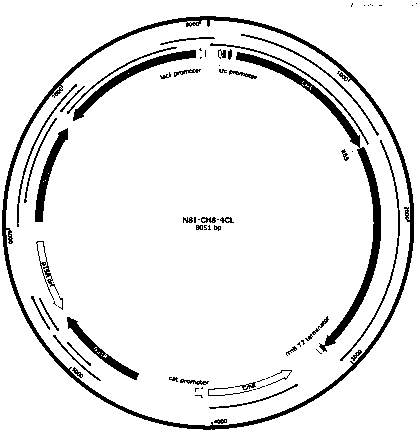 Method using blue algae to synthesize phloretin