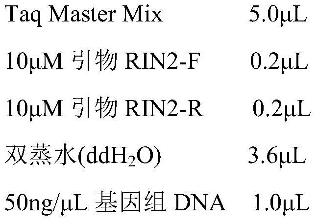 Application of 61-bp indel polymorphism of chicken RIN2 gene in predicting and identifying of abdominal fat traits of chicken