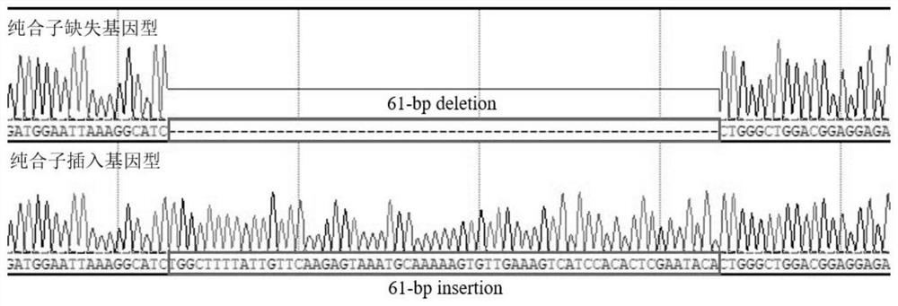 Application of 61-bp indel polymorphism of chicken RIN2 gene in predicting and identifying of abdominal fat traits of chicken