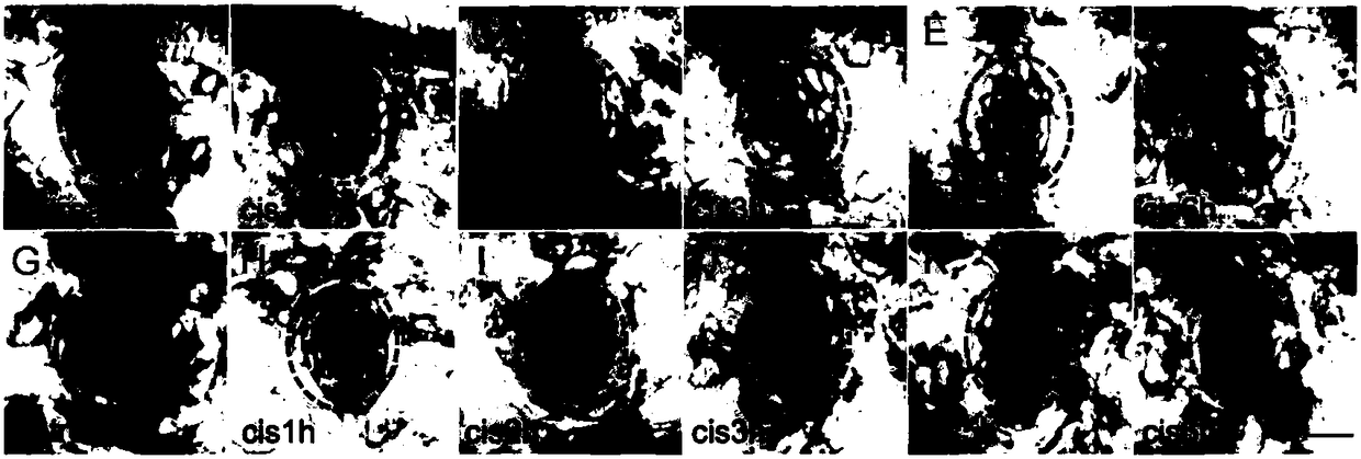 Method for influencing zebrafish lateral hair cell regeneration by Wnt/beta-catenin signaling pathway