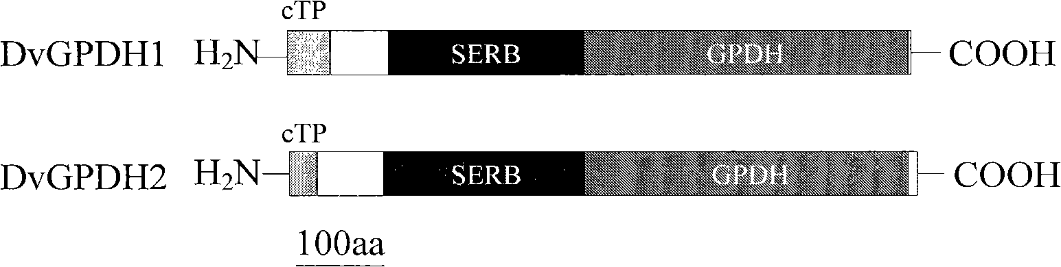 Glycerol-3- phosphoric desaturase gene relating with glycerol synthesis and uses thereof