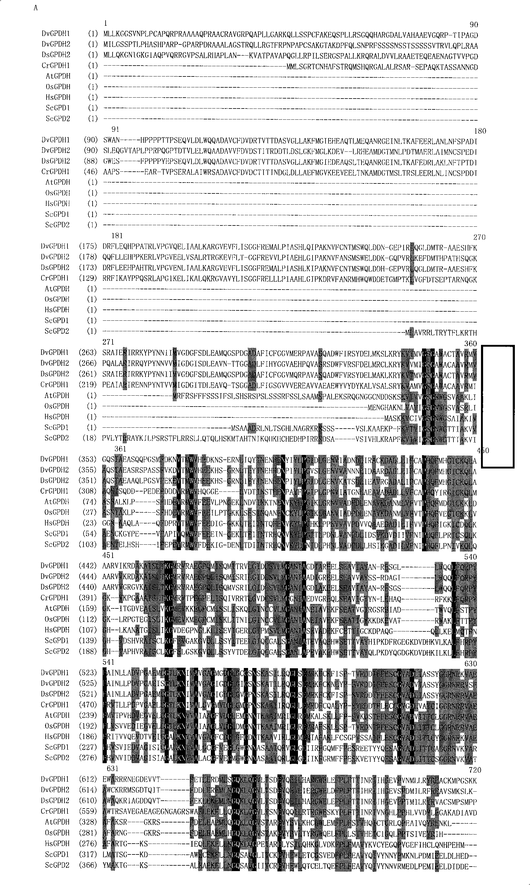 Glycerol-3- phosphoric desaturase gene relating with glycerol synthesis and uses thereof