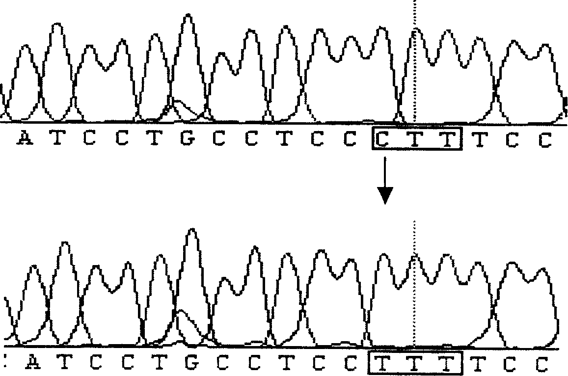 Polymorphic point of a1,2-fucose transferase gene mononucleotide for identifying resistances of hydrops and diarrhea of weaned piglets and use thereof