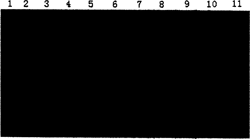 Polymorphic point of a1,2-fucose transferase gene mononucleotide for identifying resistances of hydrops and diarrhea of weaned piglets and use thereof