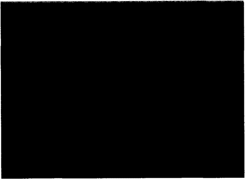 Fine-grained copper fiber, pumice and magnesium alloy composite material and preparation method thereof