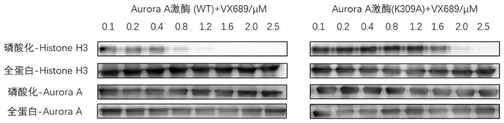 A method for quantitative analysis of small molecule and protein kinase interactions