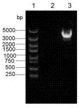 Uses of histidine kinase gene Hisk2301