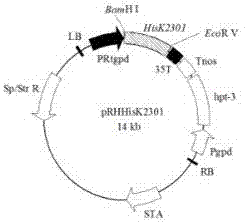 Uses of histidine kinase gene Hisk2301