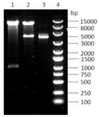 Uses of histidine kinase gene Hisk2301