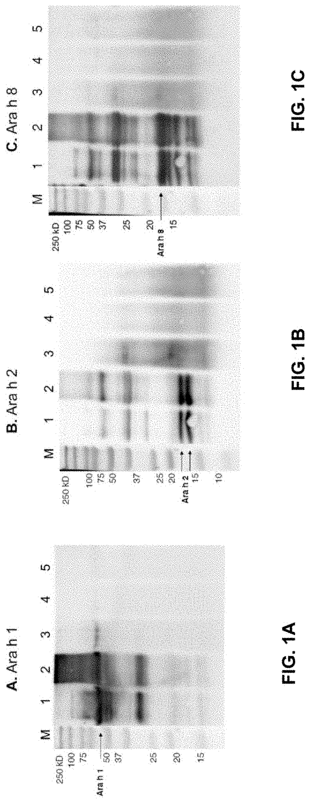 Peanut hypoallergenic formulations for determining the risk of anaphylaxis