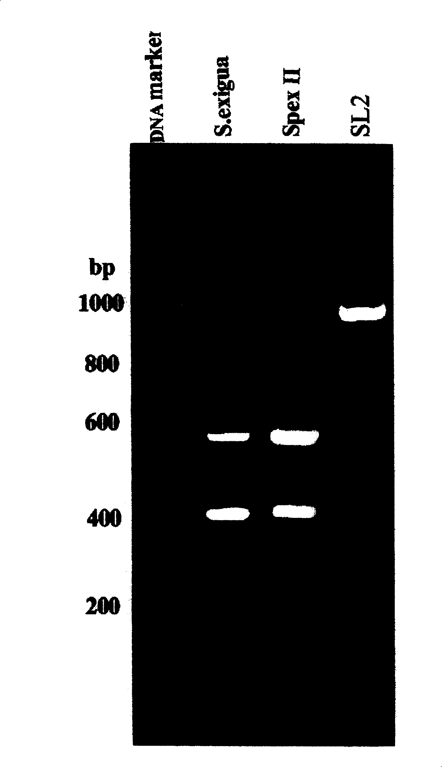 Young beet armyworms fat body cell system for producing baculiform virus with high yields