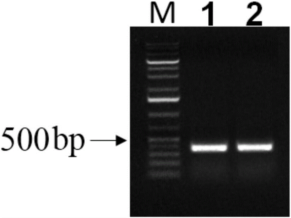 Method for quickly identifying chrysanthemum nankingense gene function based on TRV-VIGS technology