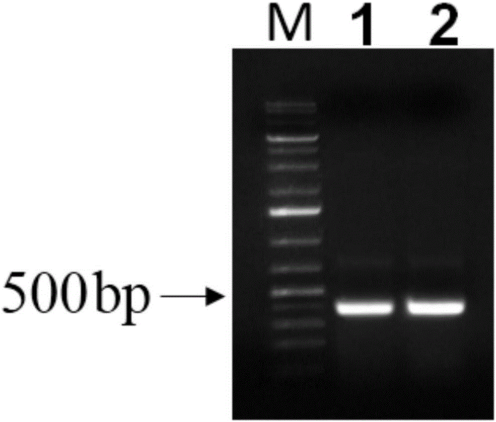 Method for quickly identifying chrysanthemum nankingense gene function based on TRV-VIGS technology