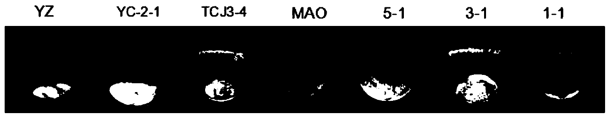 A kind of Bacillus hnt7 with broad-spectrum antibacterial activity and its preparation method and application