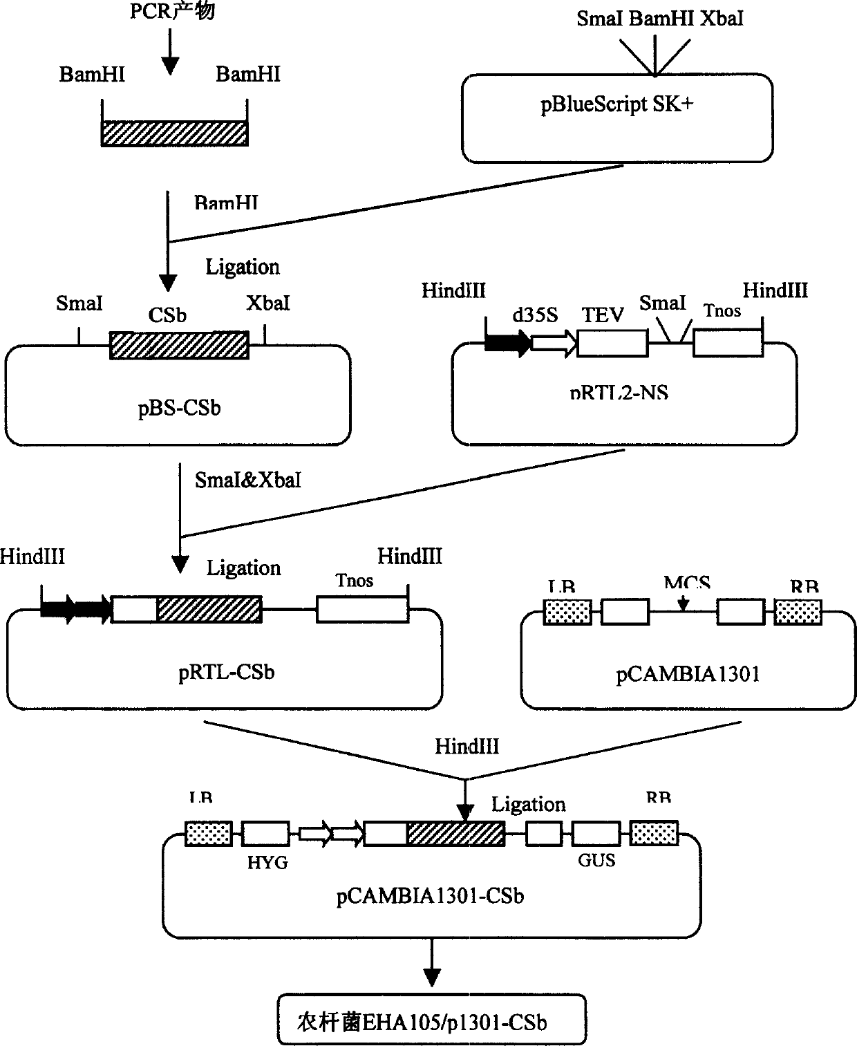 Citric acid synthesized enzyme gene and use thereof