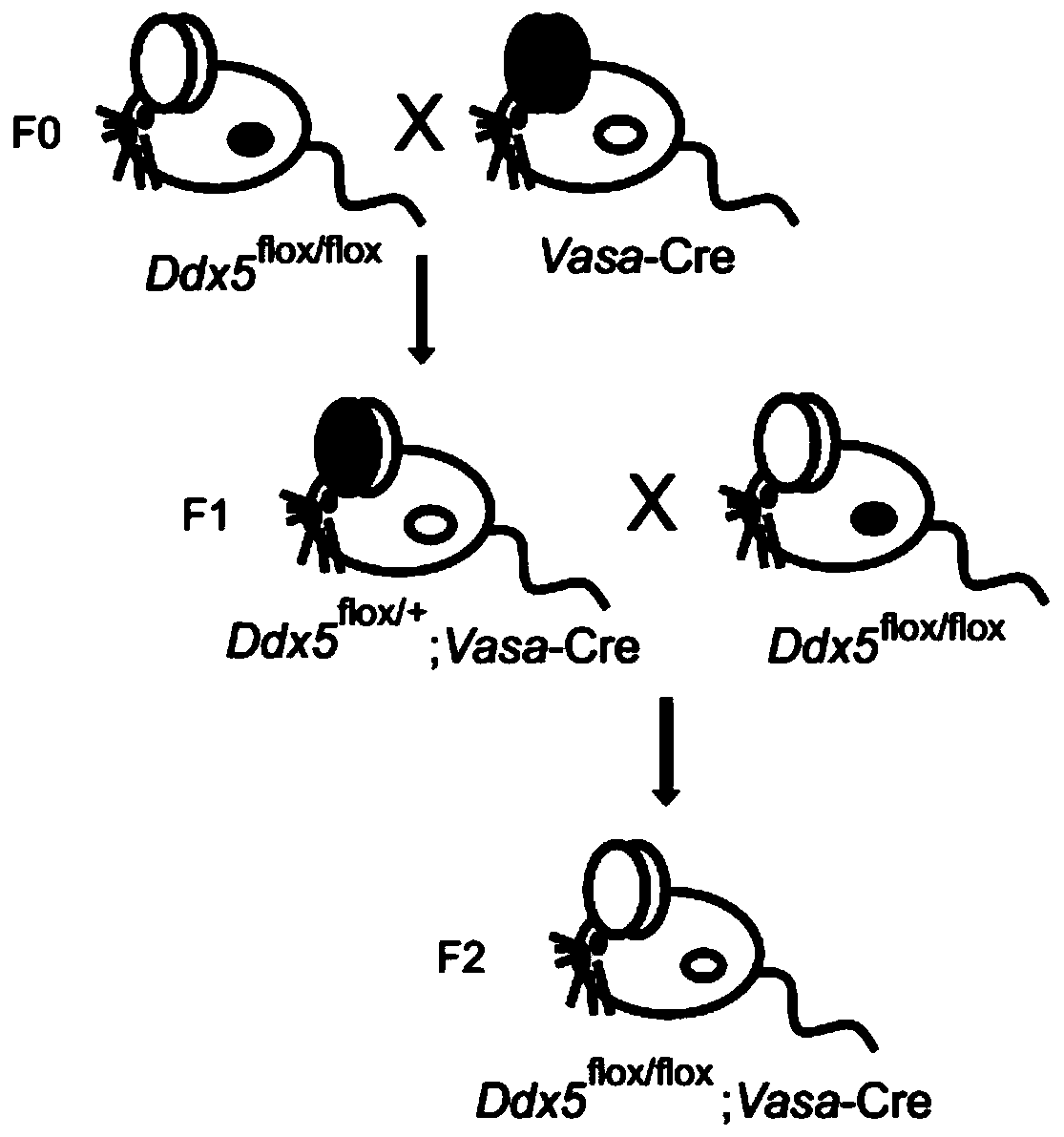 Ddx5 gene deleted spermatogenesis disorder mouse model and construction method thereof