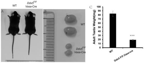 Ddx5 gene deleted spermatogenesis disorder mouse model and construction method thereof