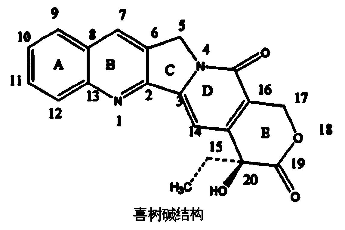 Conjugate of 10-hydroxycamptothecine-butanedioic acid and adenovirus, as well as production method and use thereof