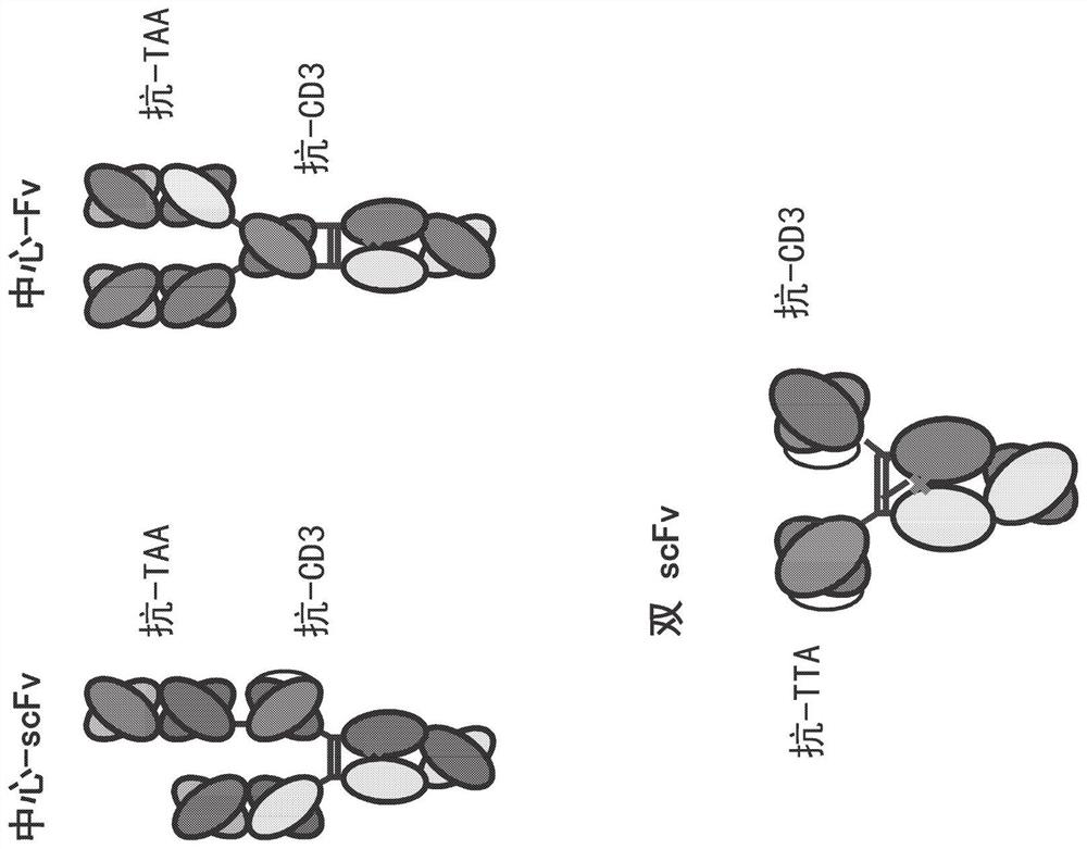 Heterodimeric antibodies that bind CD3 and tumor antigens