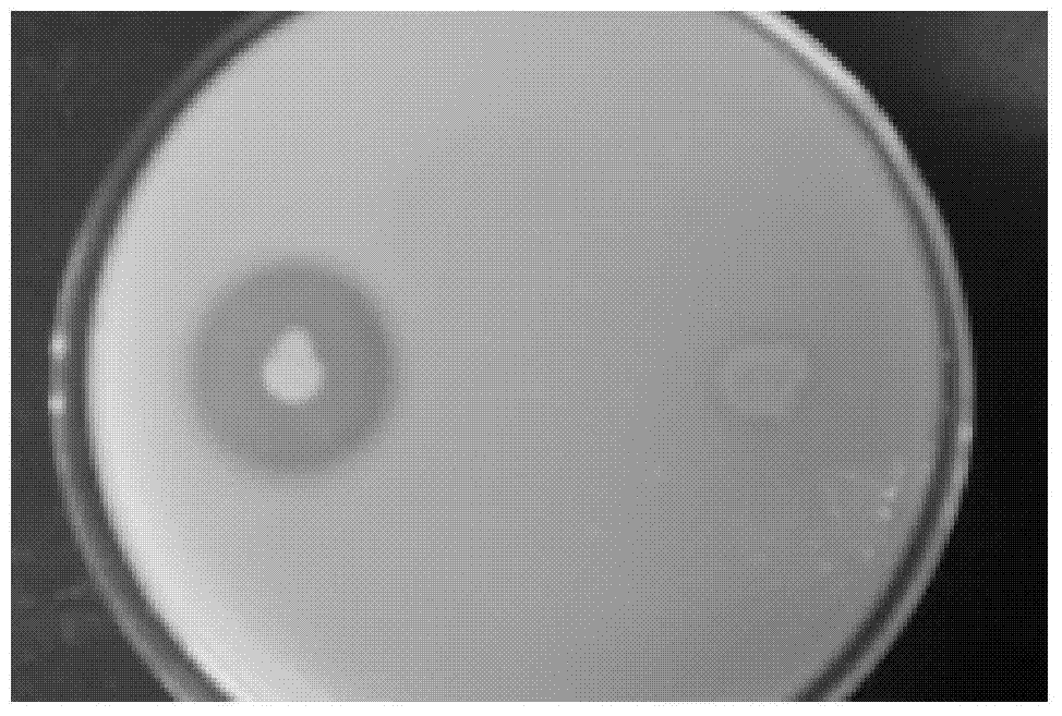 Bacillus subtilis H4, decomposed inoculant prepared therefrom and application of the decomposed inoculant