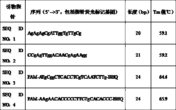 Kit for detecting human cytomegalovirus nucleic acid