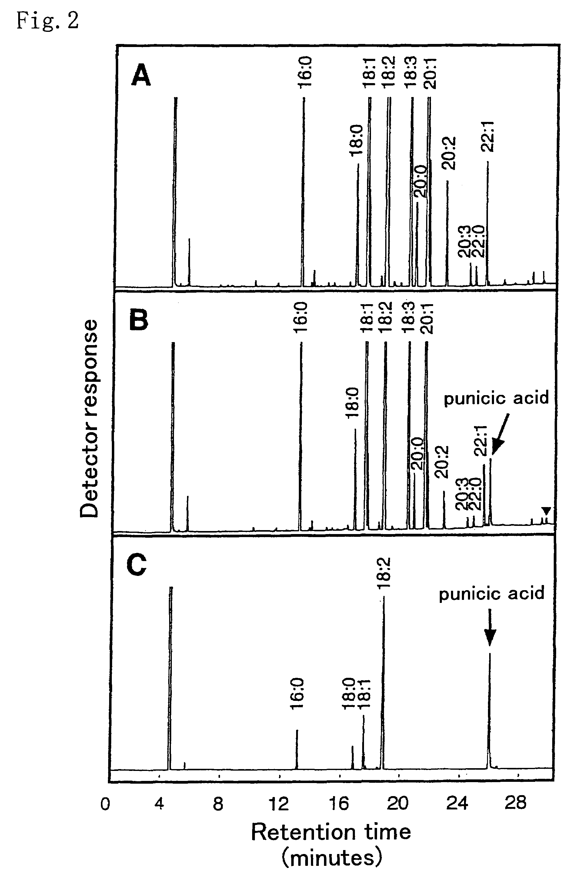 Genes participating in the synthesis of fatty acid having trans-11-,cis-13-conjugated double bond and utilization thereof