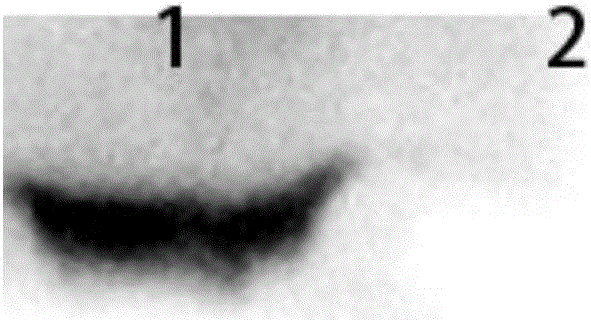 Whole molecular IgG antibody of whole human-derived anti-CD47 and application thereof