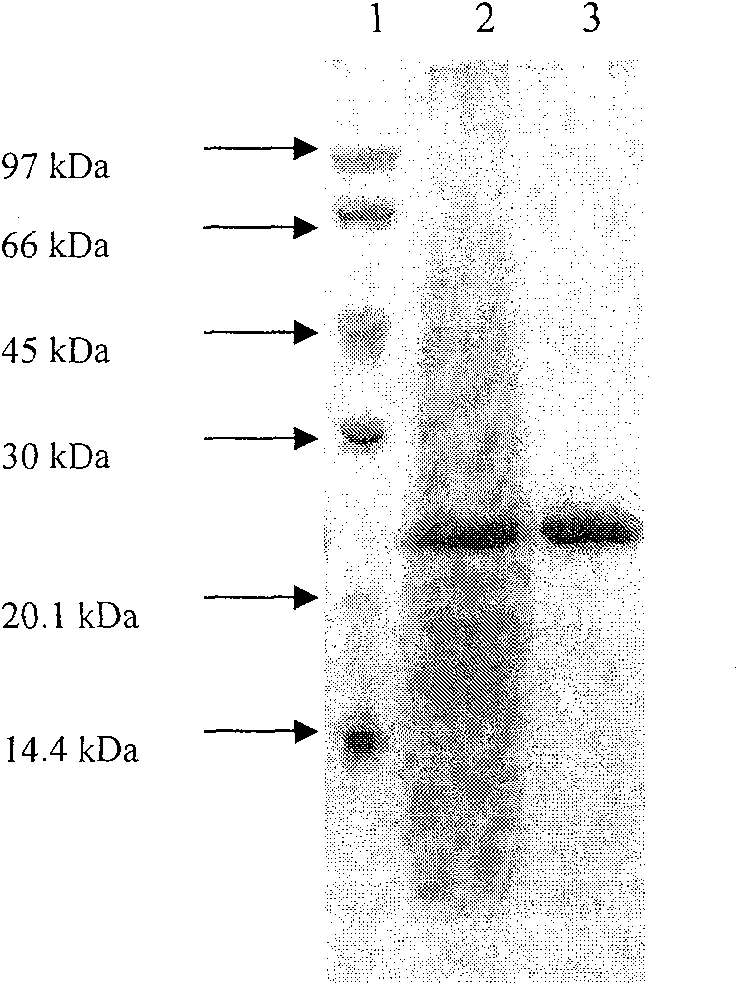 Method of preparing heat-proof xylanase, heat-proof beta-xylosidase or heat-proof beta-glucosidase