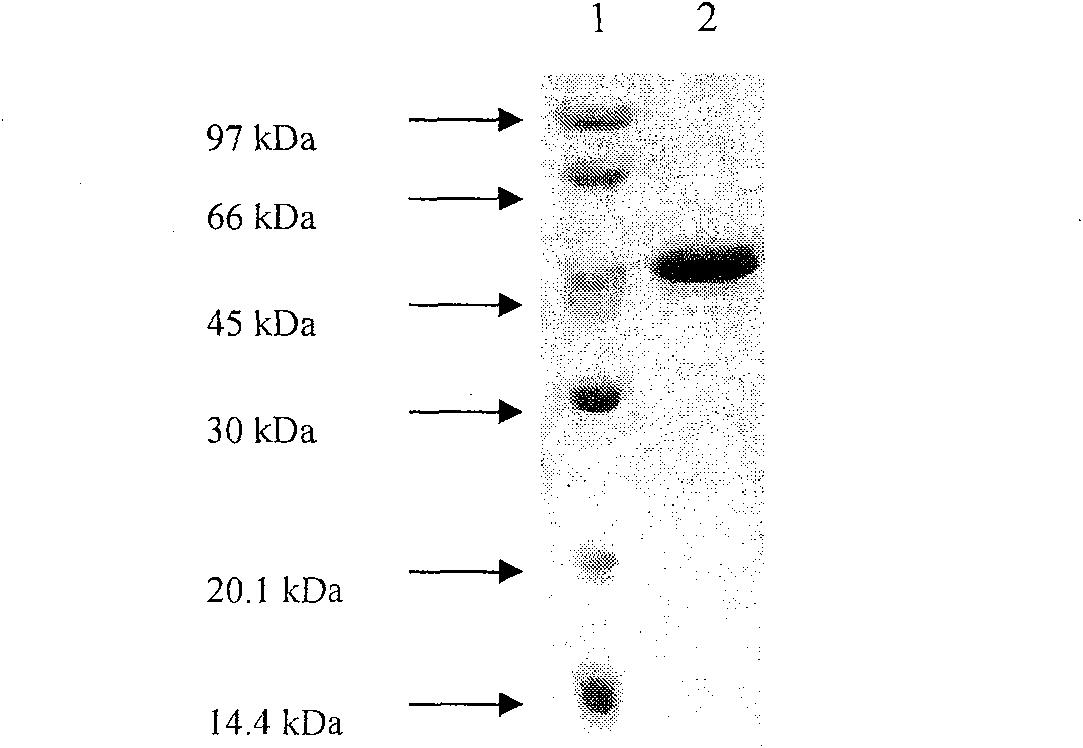 Method of preparing heat-proof xylanase, heat-proof beta-xylosidase or heat-proof beta-glucosidase