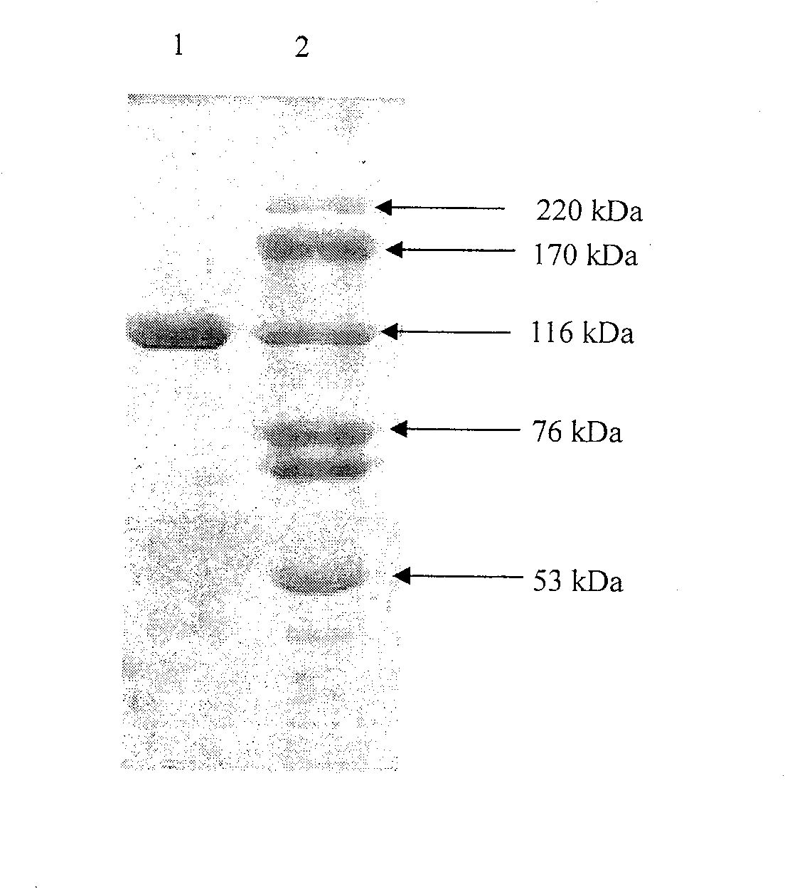 Method of preparing heat-proof xylanase, heat-proof beta-xylosidase or heat-proof beta-glucosidase