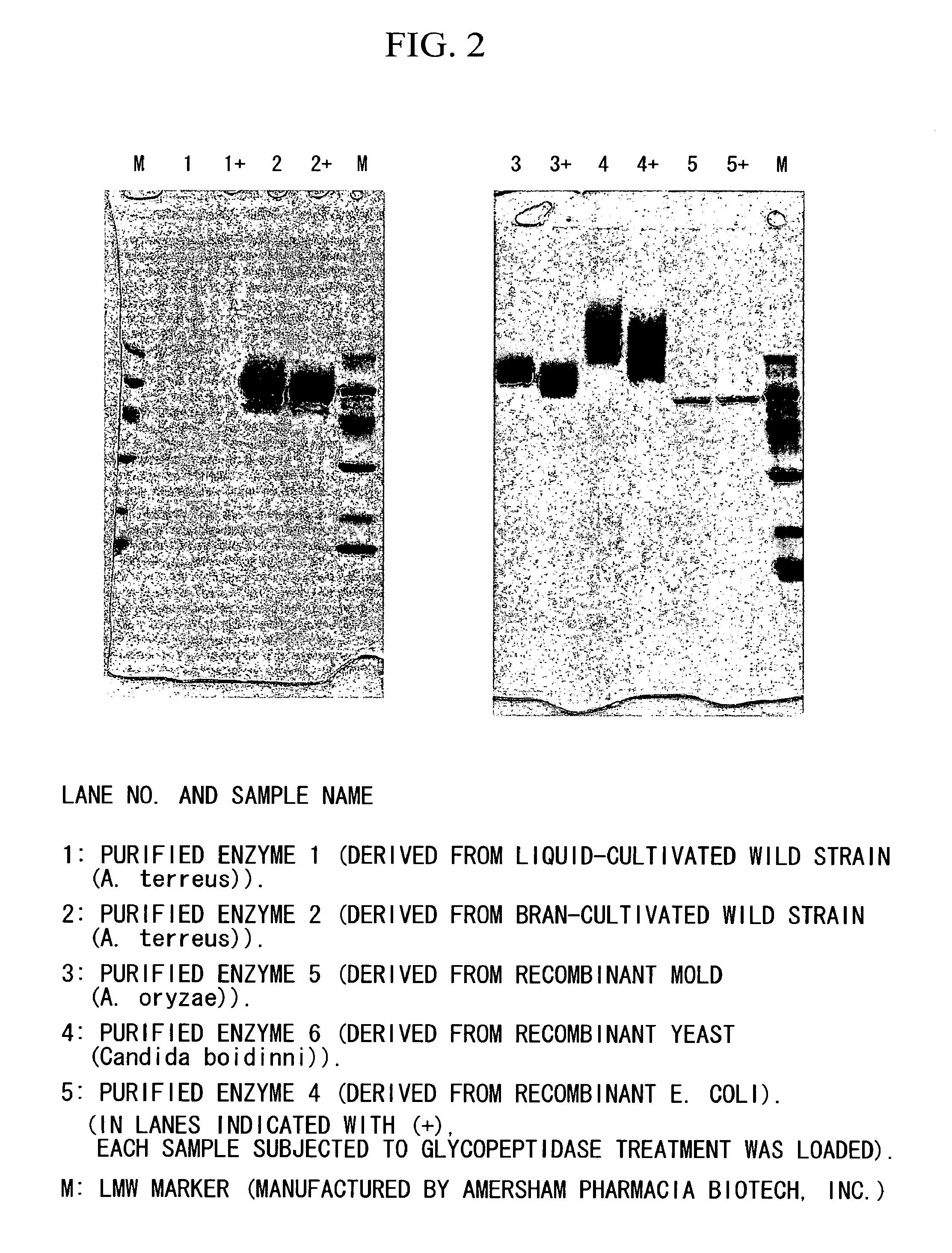 Coenzyme-linked glucose dehydrogenase and polynucleotide encoding the same