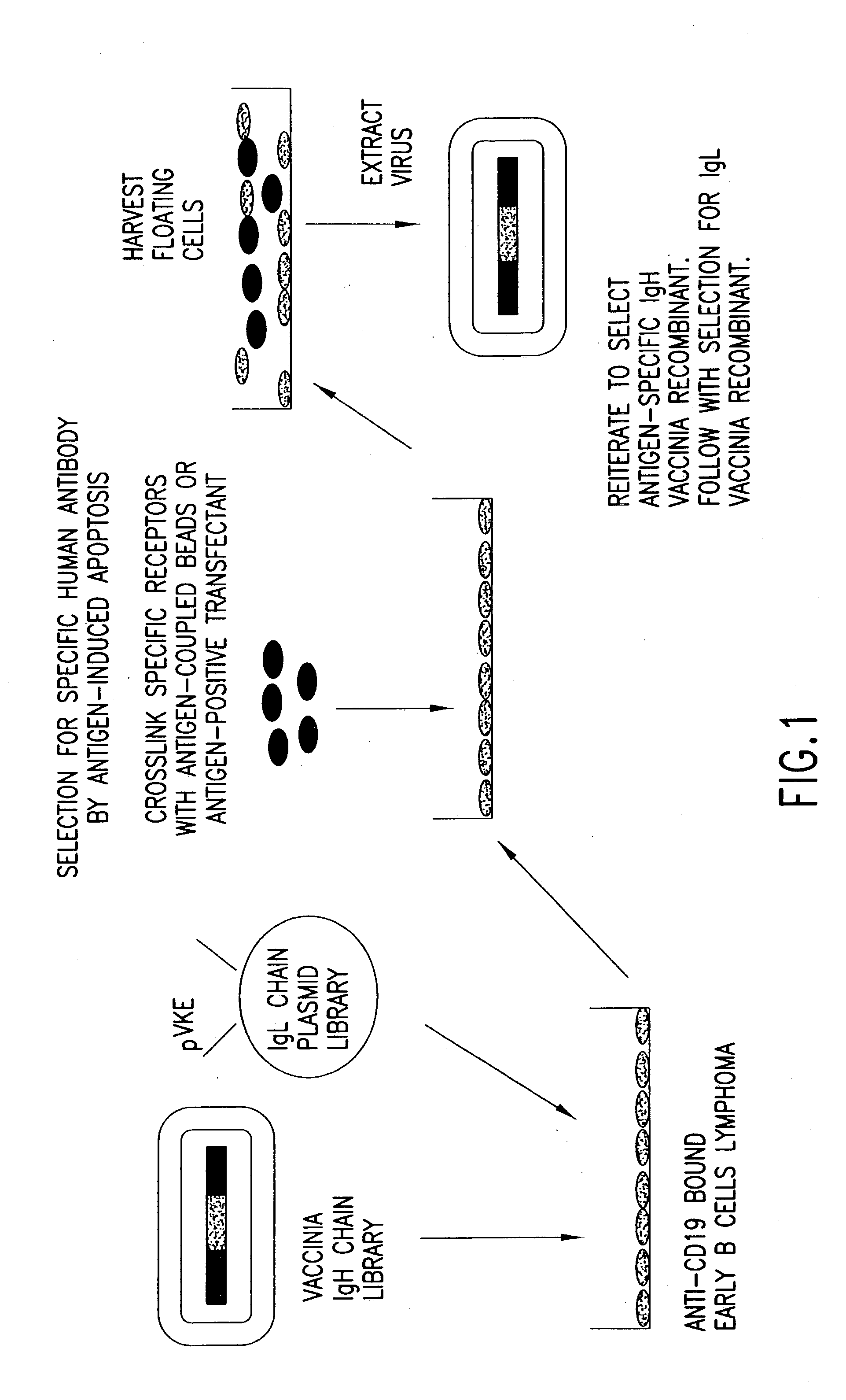 In vitro methods of producing and identifying immunoglobulin molecules in eukaryotic cells