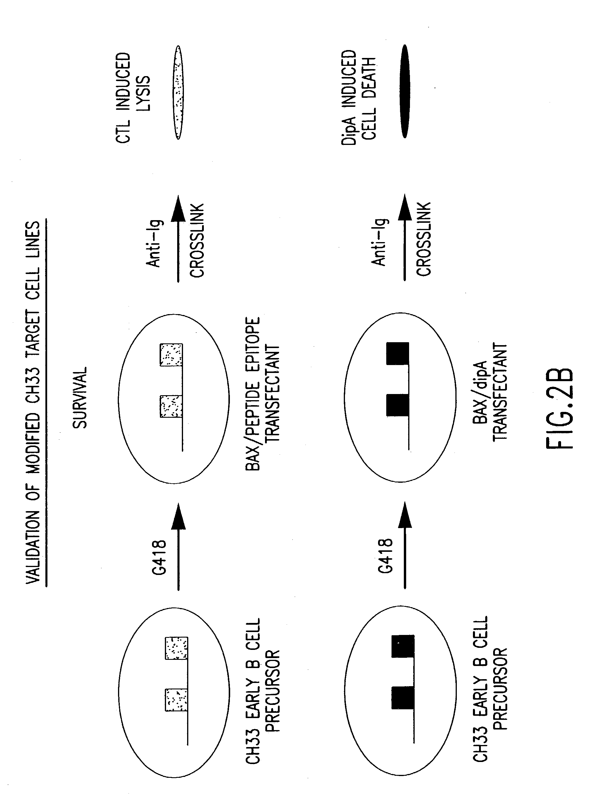 In vitro methods of producing and identifying immunoglobulin molecules in eukaryotic cells