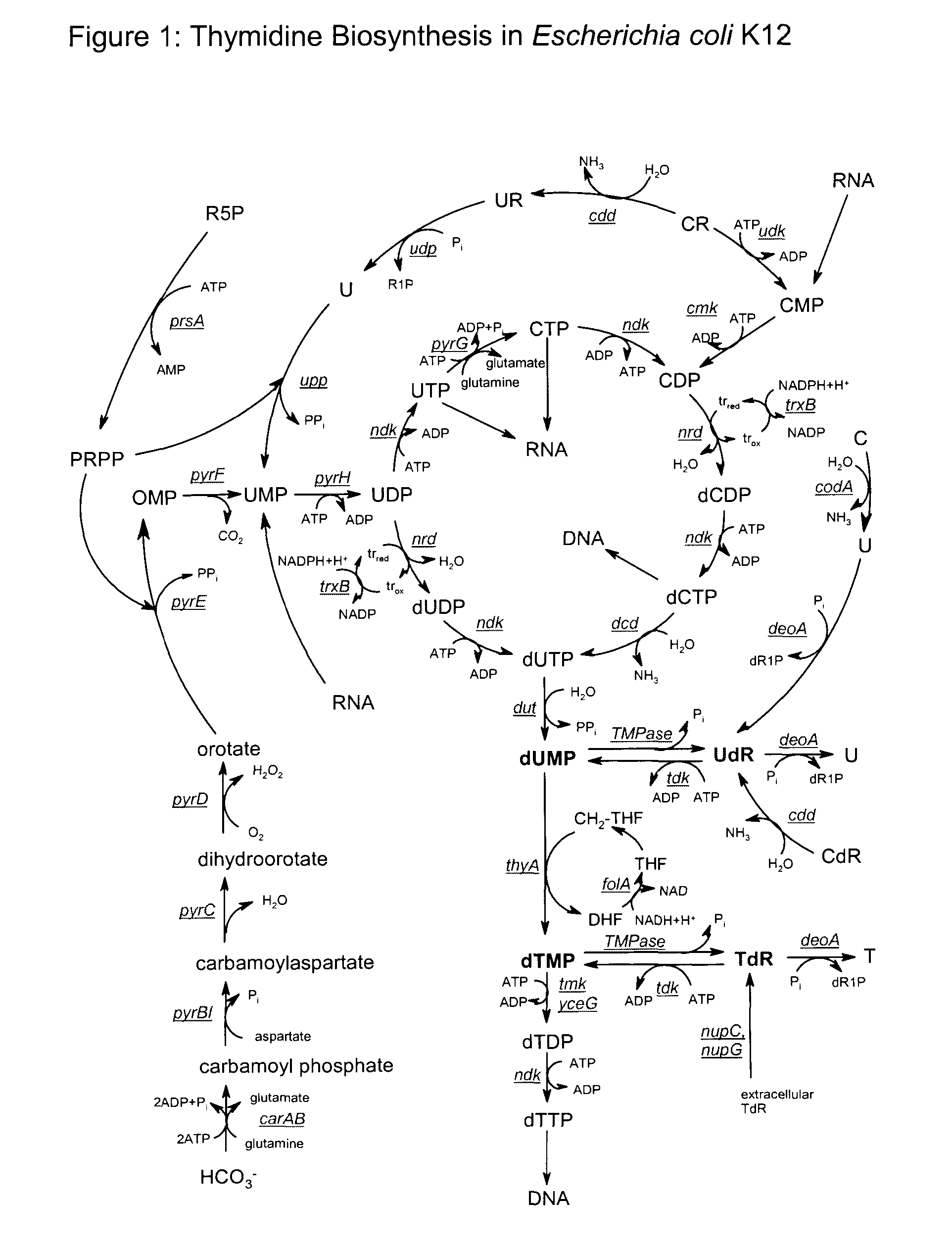 Biological production of thymidine