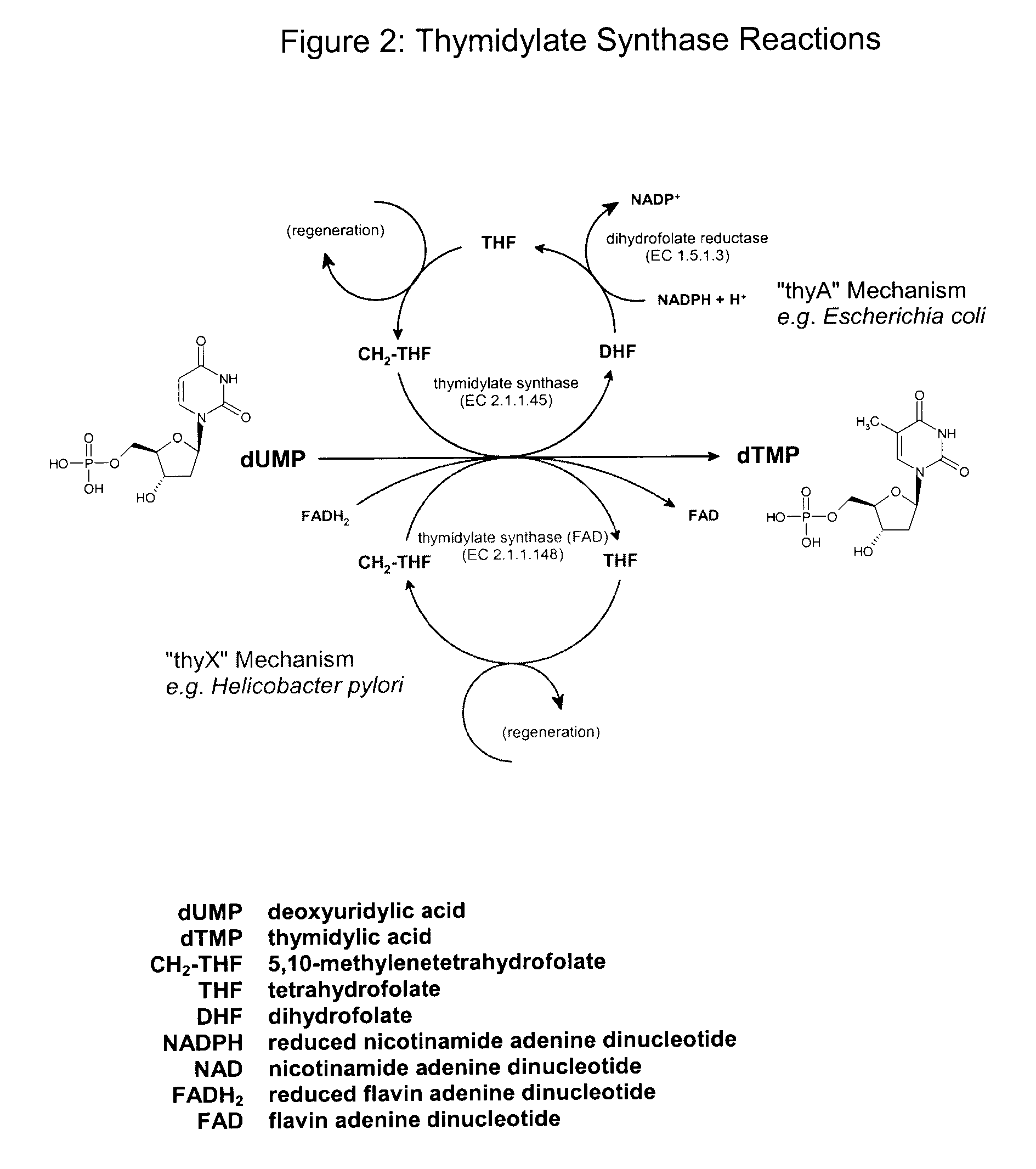 Biological production of thymidine