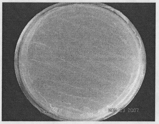 Oat acidovorax avenae strain capable of biodegrading natural estrogen and application thereof