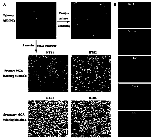 A method of preparing estradiol