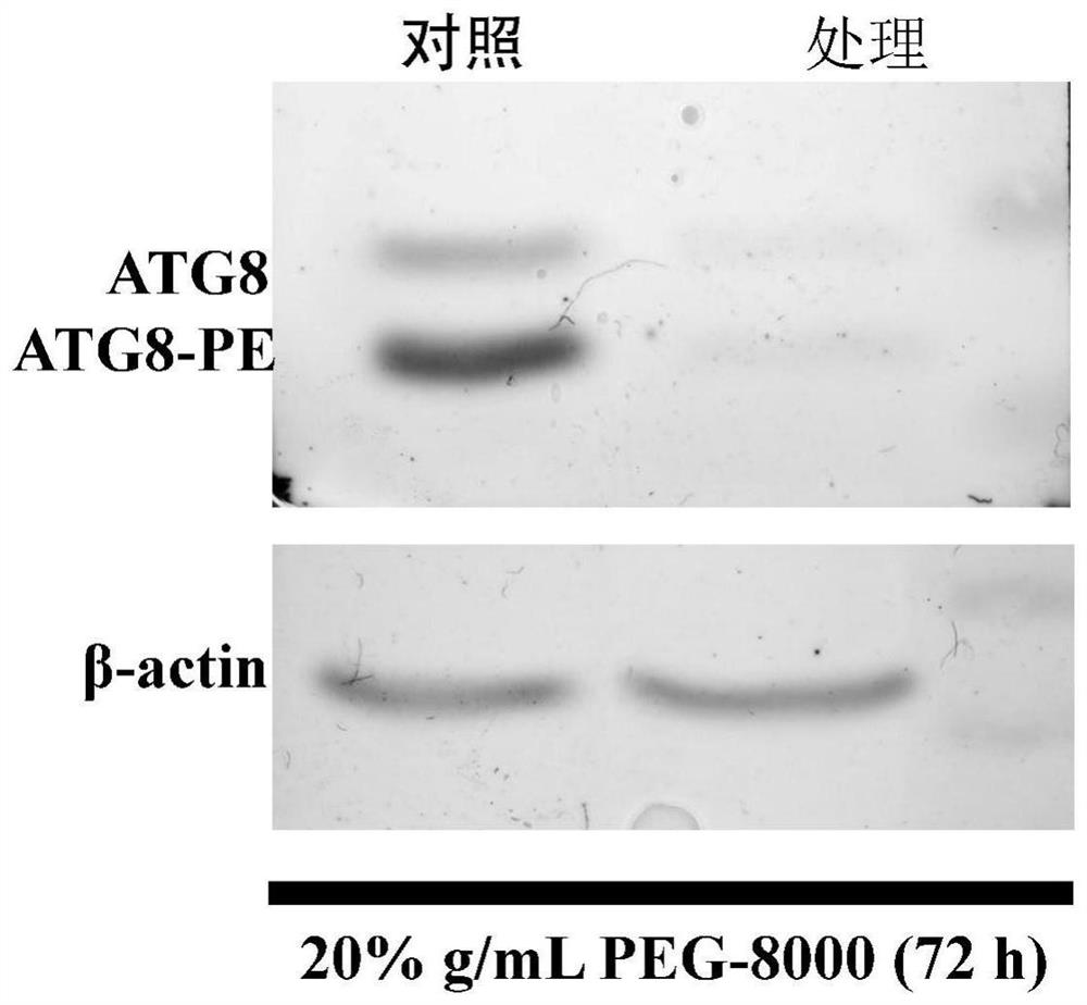 Method for creating wheat seedling drought premature senility physiological phenotype by using cell autophagy inhibitor