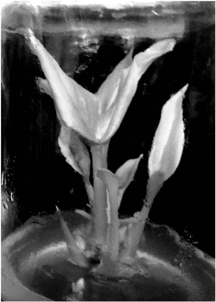 Tissue culture method for regenerated plants of curcuma wenyujin