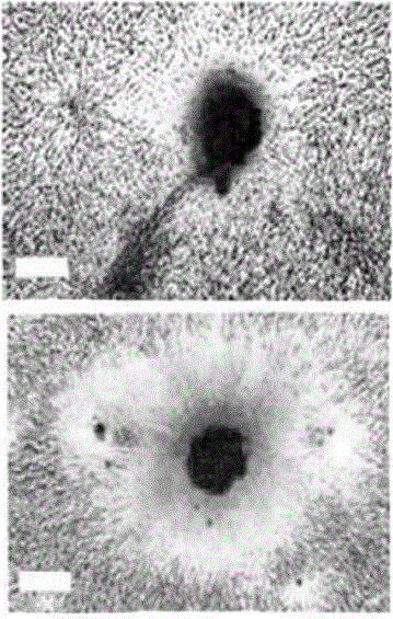 Resuscitation fluid applied to vitrified cryopreserved mesenchymal stem cells