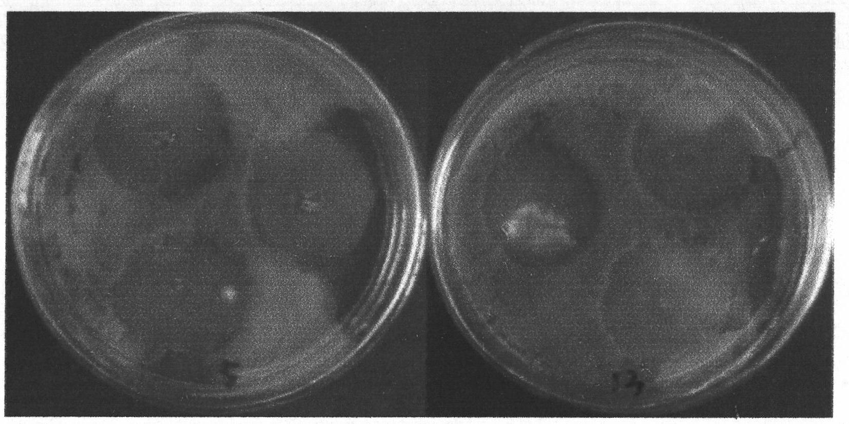 Saccharothrix used for preventing and controlling tomato leaf mold and preparation method thereof