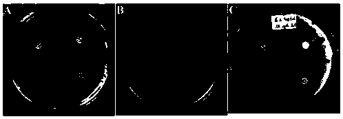 Polygonatum sibiricum endophyte and application thereof